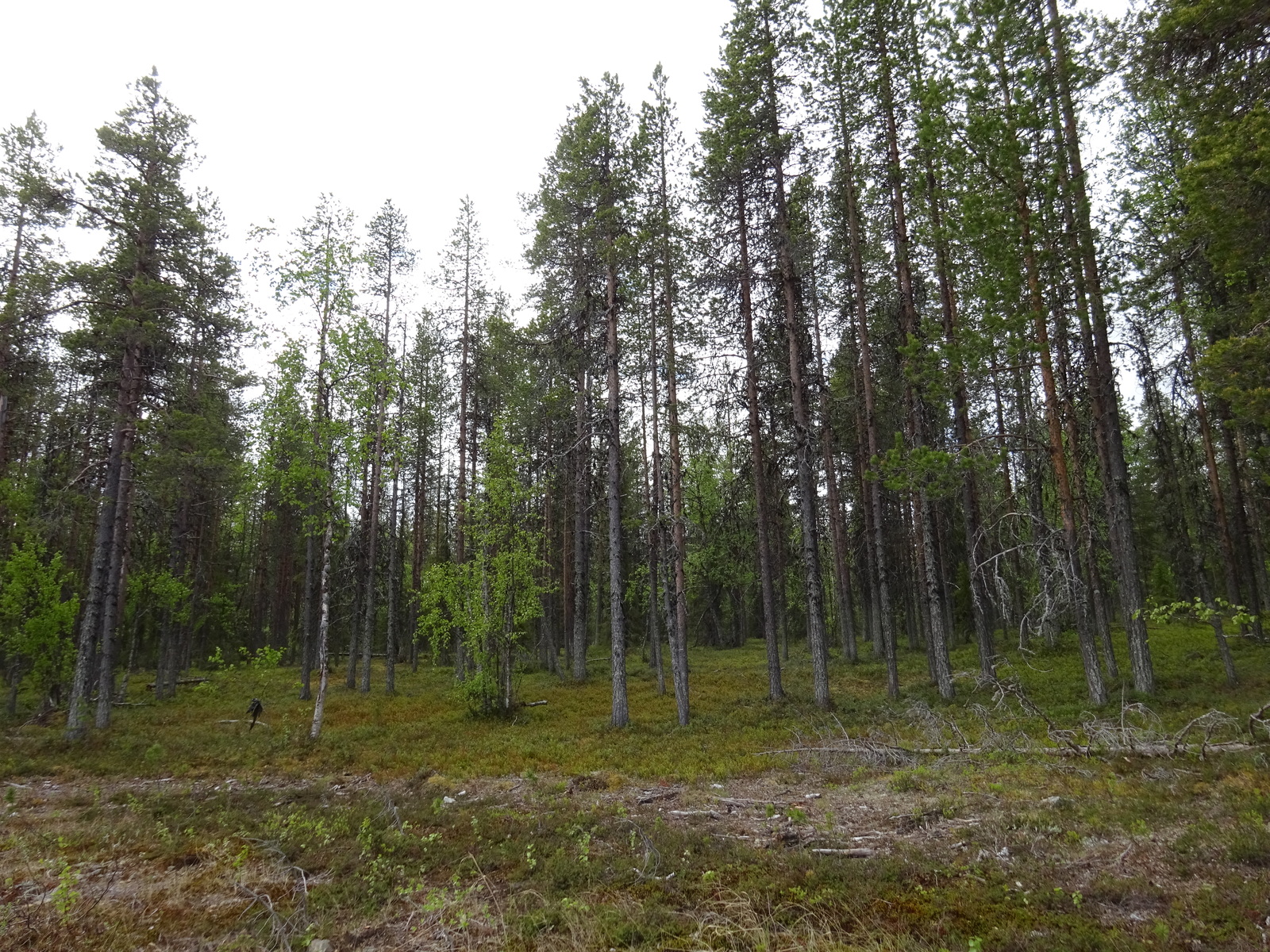 Tontin rantanäkymää järveltä tontille päin kuvattuna.