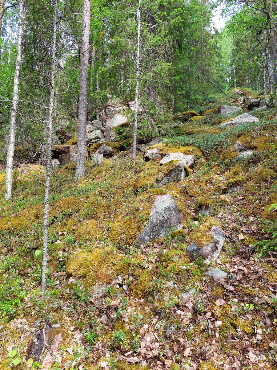 Rannalta päin tontille