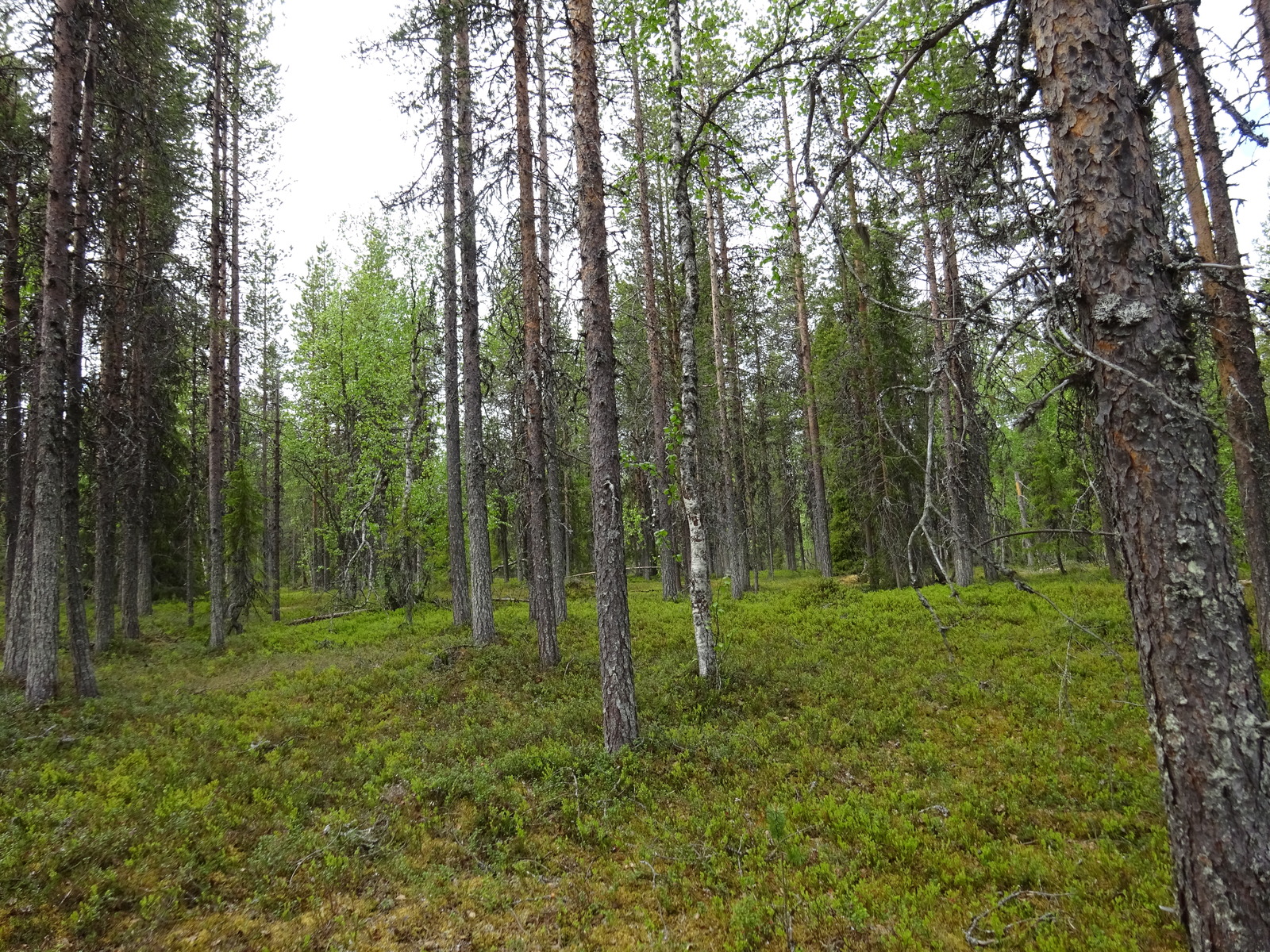 Kuva tontin maapohjasta sekä puustosta.