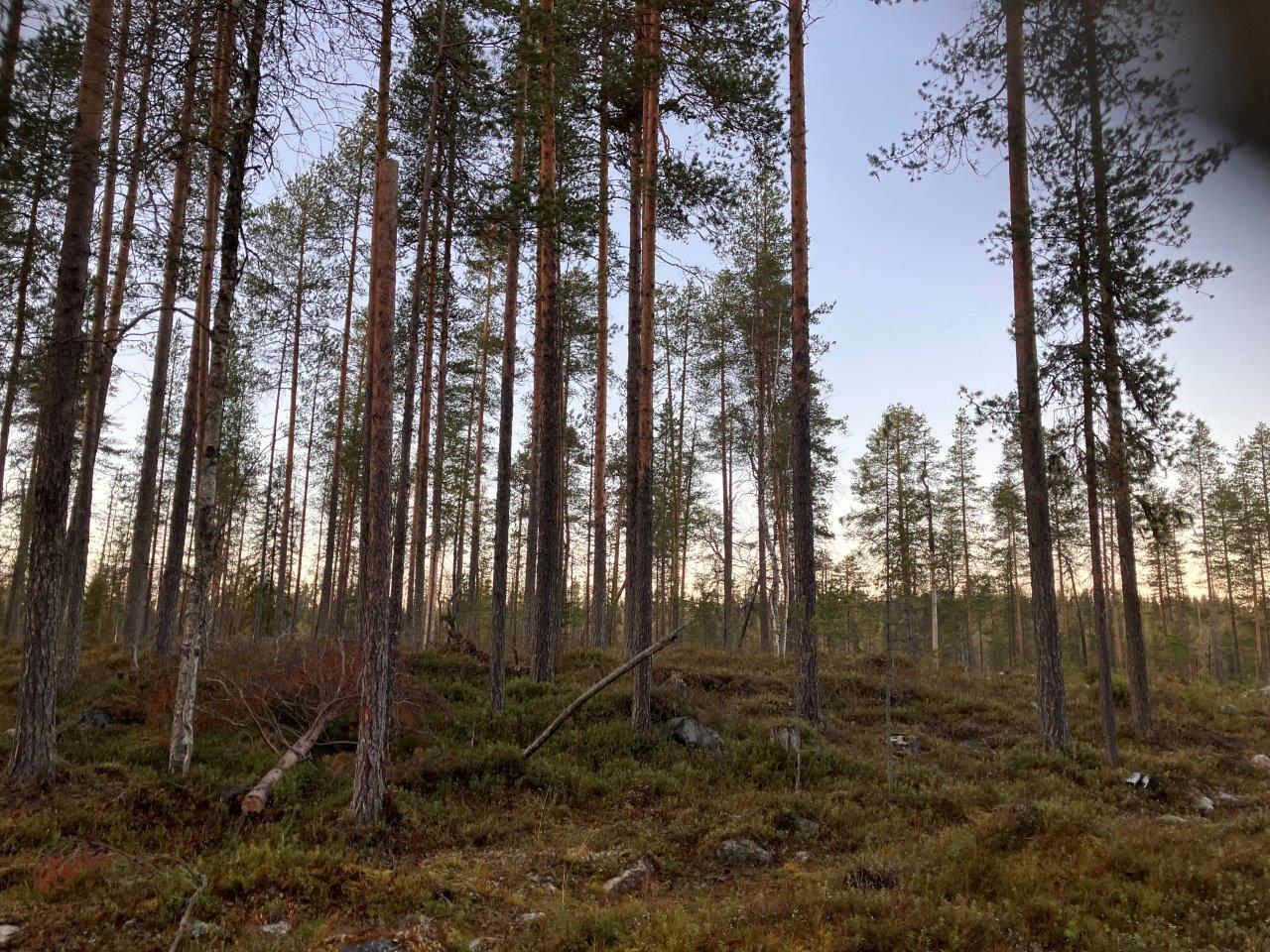 Kangasmaisemaa