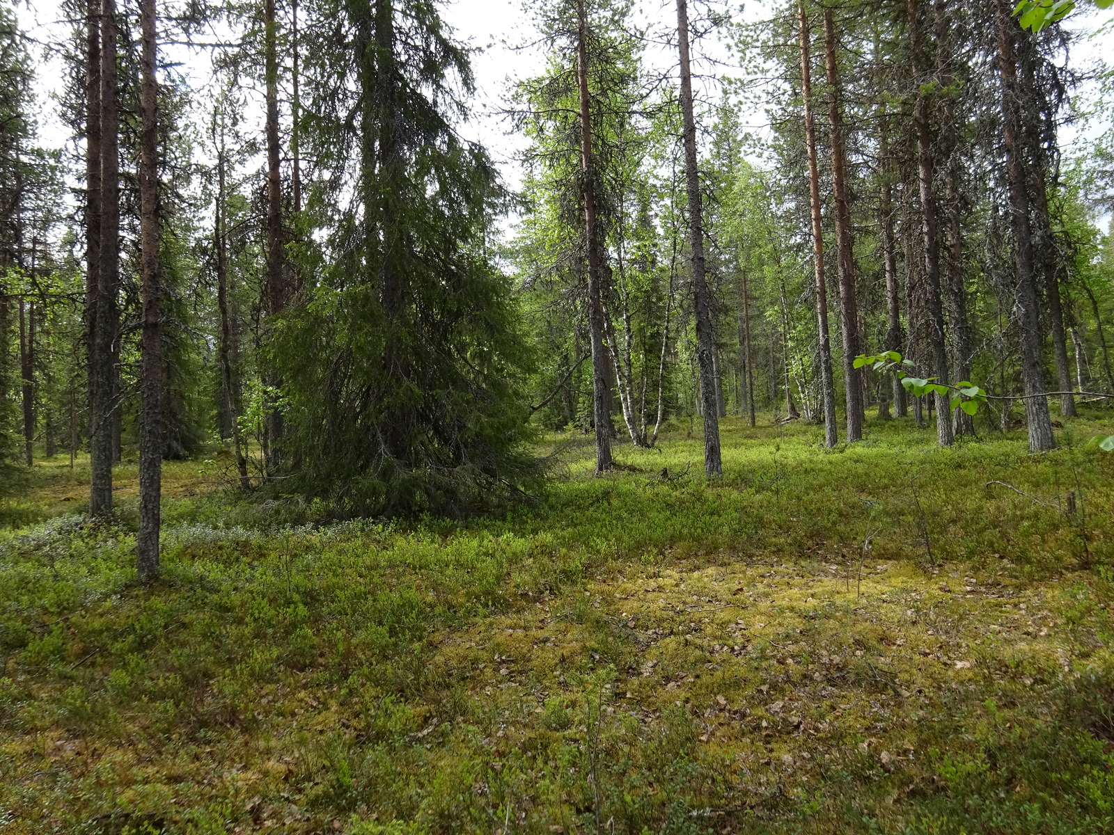 Kuva tontin maapohjasta sekä puustosta.