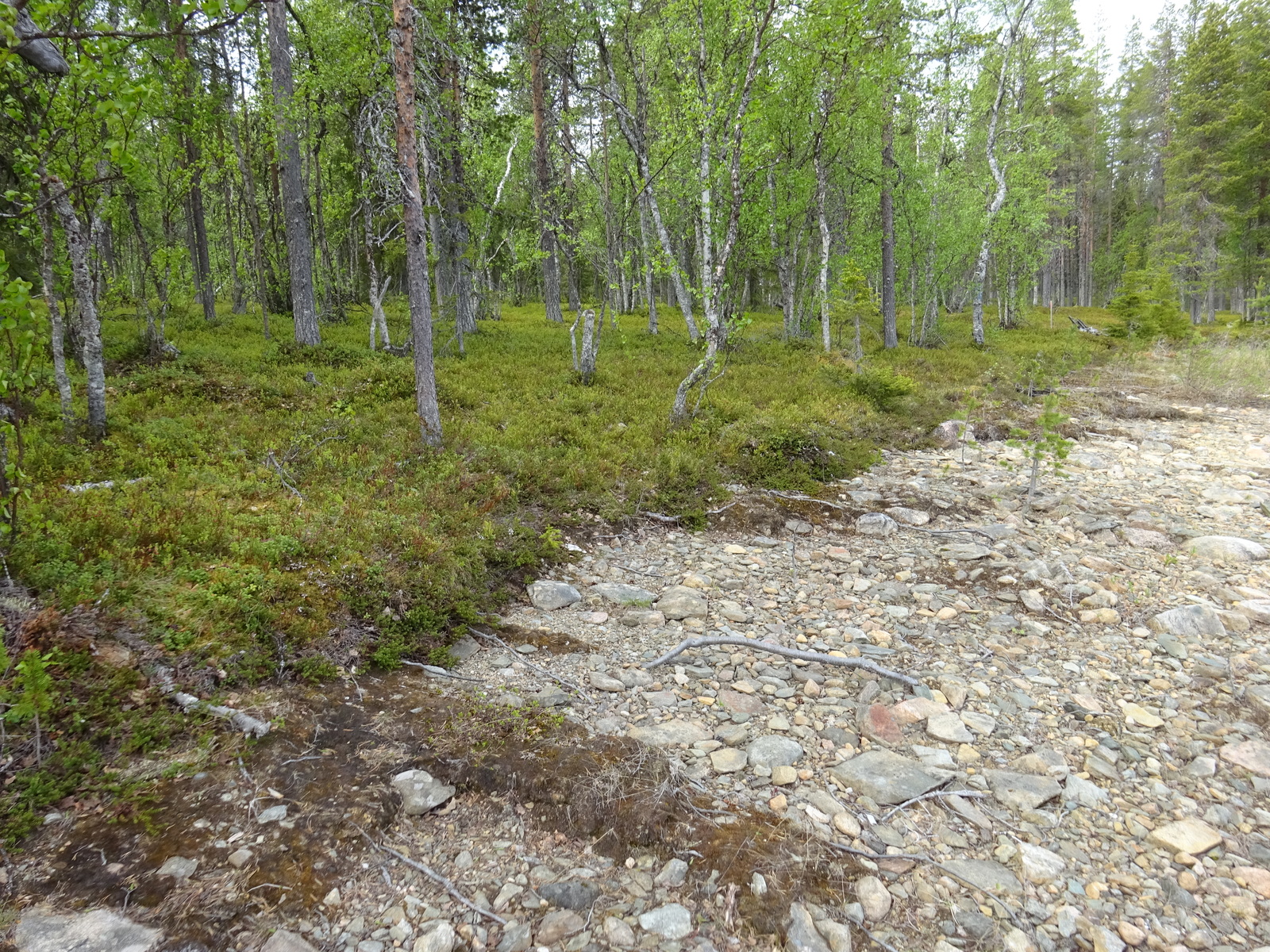 Tontin rantanäkymää järveltä päin kuvattuna.