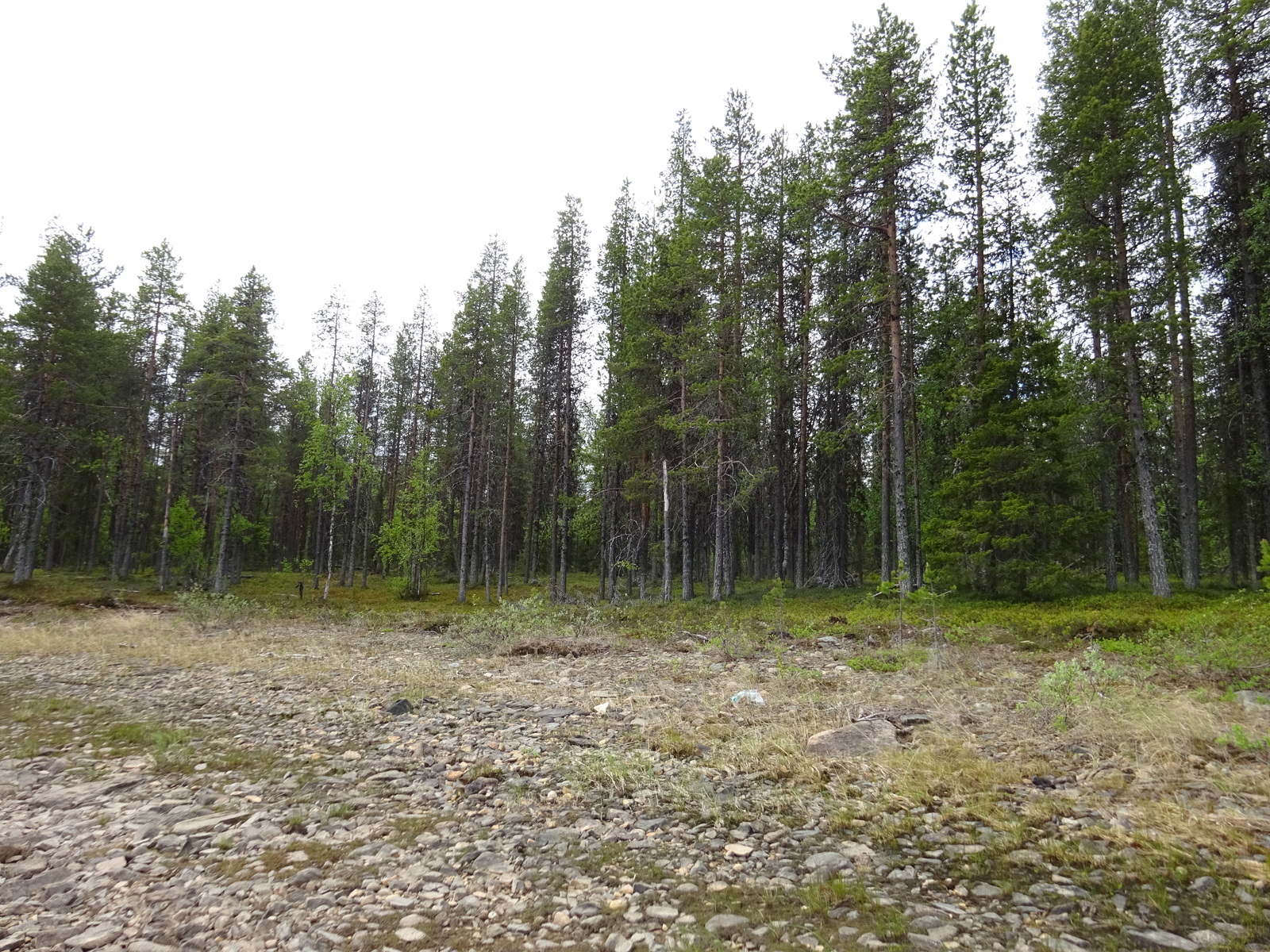 Tontin rantanäkymää järveltä tontille päin kuvattuna.