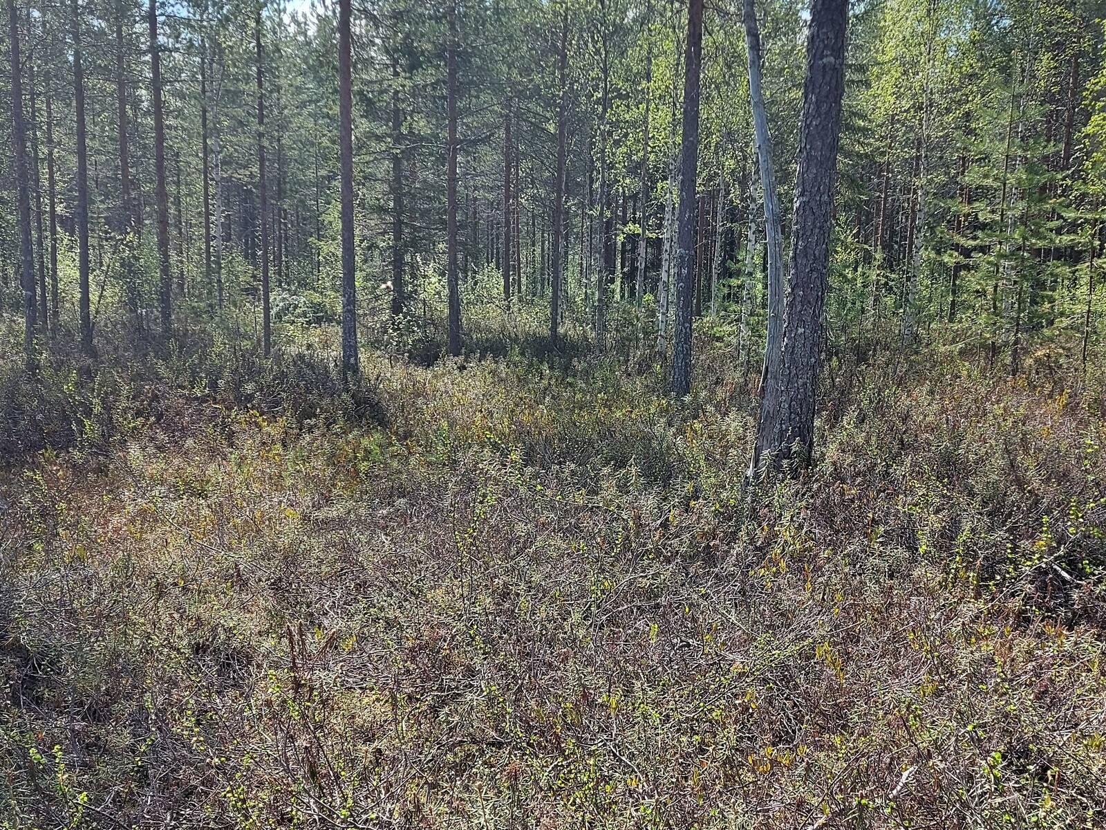 Tontilla kasvaa mäntyjä ja jonkin verran koivua.