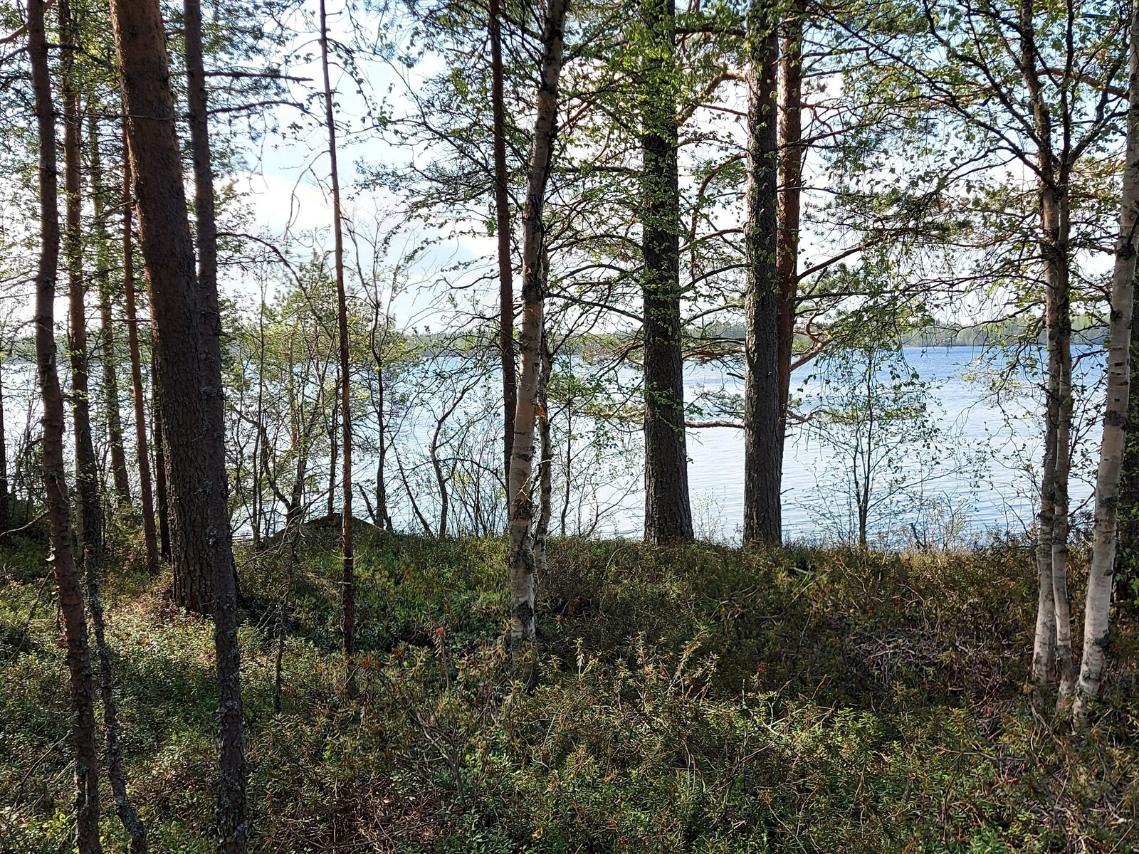 Järvi siintää ranta-alueen mäntyjen ja lehtipuiden välistä.