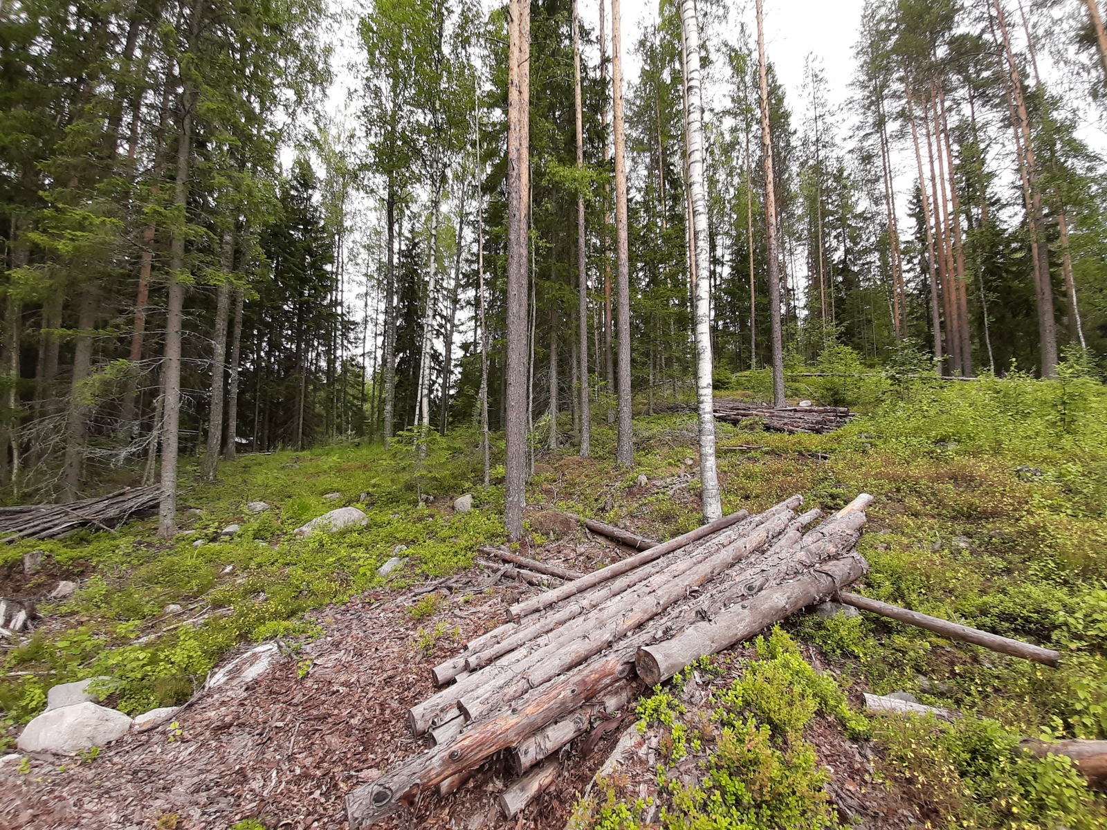 Etualalla sahattuja tukkipuita nipussa, taustalla mäntyvaltaista metsää ja hakkuuaukea.