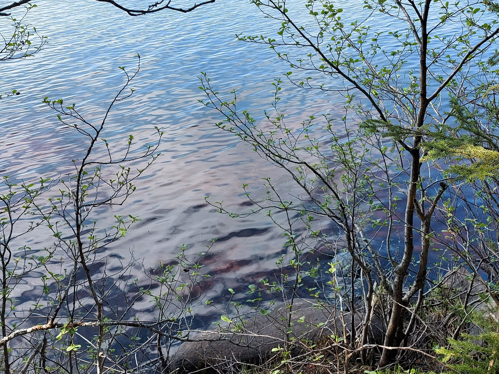 Kirkas vesi, rannasta näkee järven pohjassa olevat kivet.