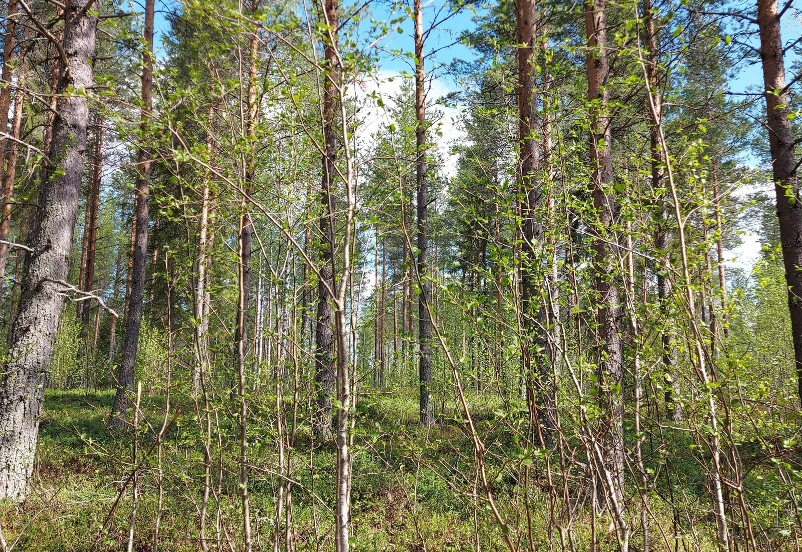 Tontti järveltä päin, mäntypuita ja koivikkoa.