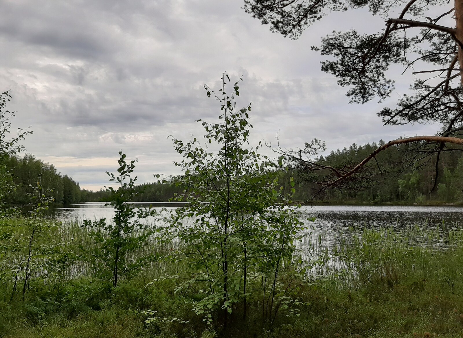 Rantakaislikko jonka edustalla rannalla koivun taimia, taustalla näkyy järvi ja pieni luoto.