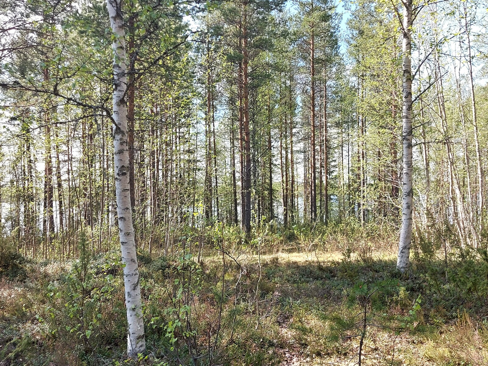 Koivupuiden ja mäntyjen välistä siintää Pirttijärvi.