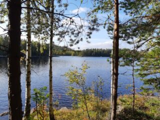 Näkymä tontilta järvelle, vastaranta näkyy, edessä mäntyjä ja koivuja.