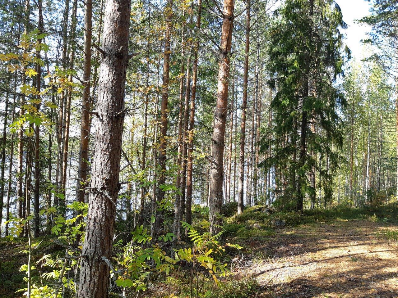 Tonttitie jonka vieressä kasvaa sekametsää, järvi pilkistää metsän takana.