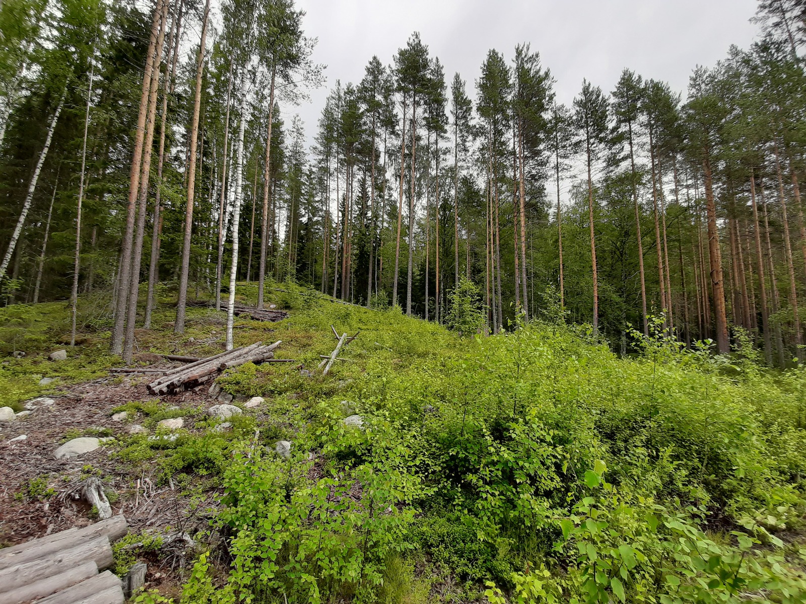 Aukeaksi hakattu rinne, korkeiden mäntyjen ympäröimänä.