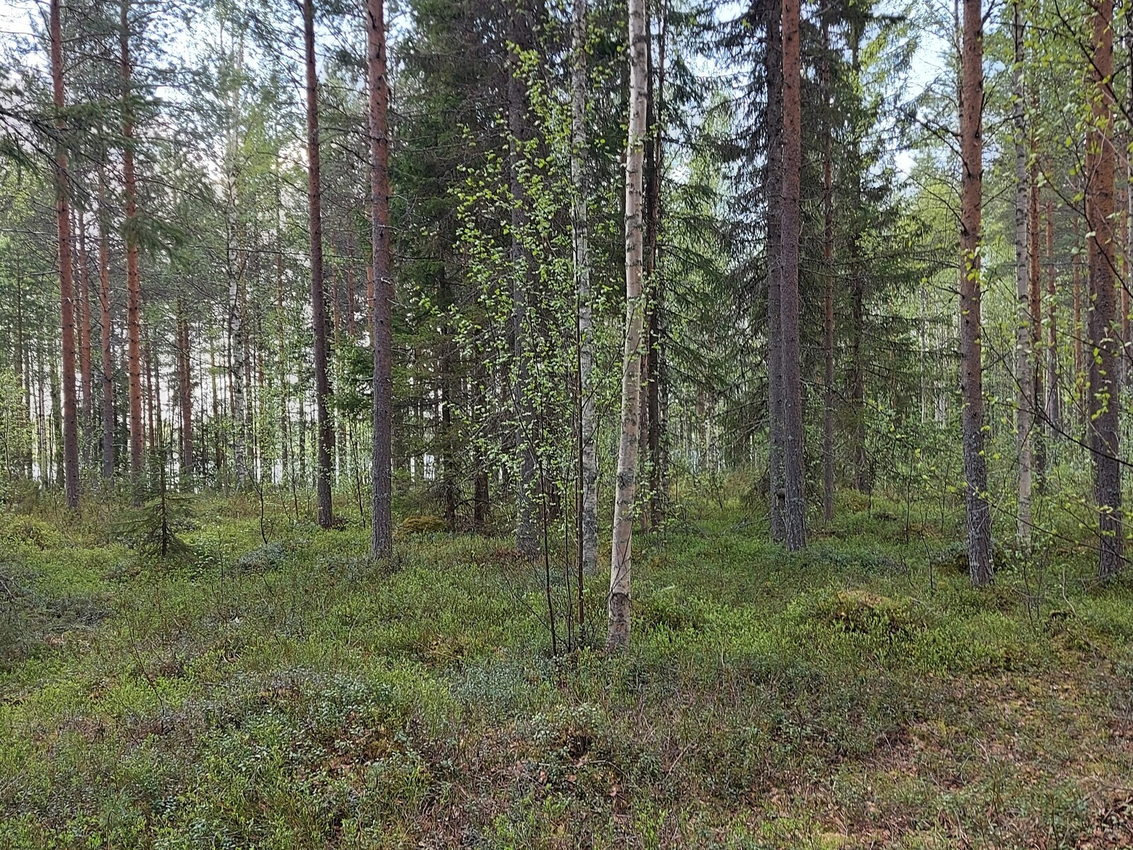 Tontilla kasvaa mäntyjä ja jonkin verran koivua.