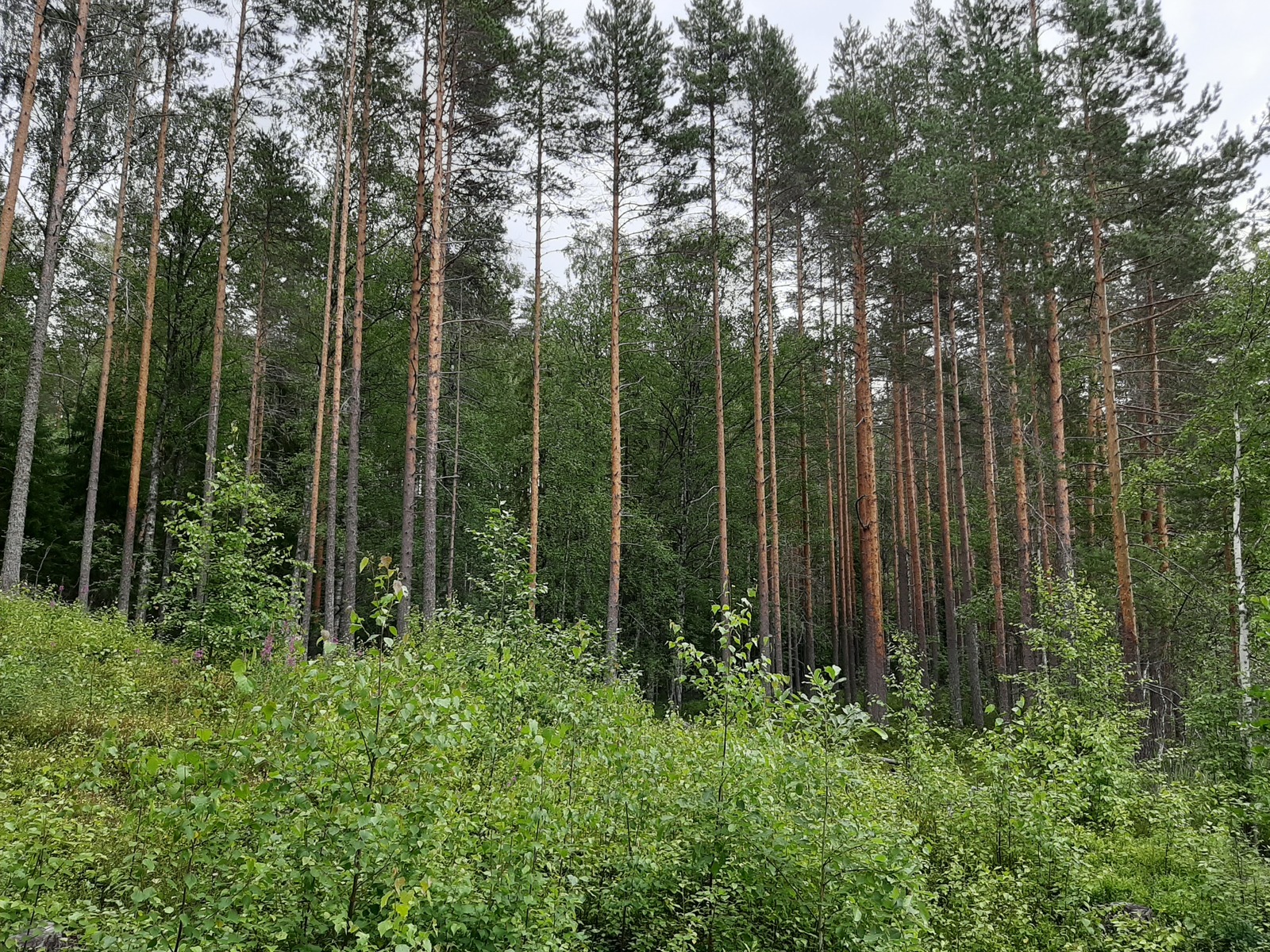 Etualalla koivun taimia, taustalla korkeita mäntyjä.