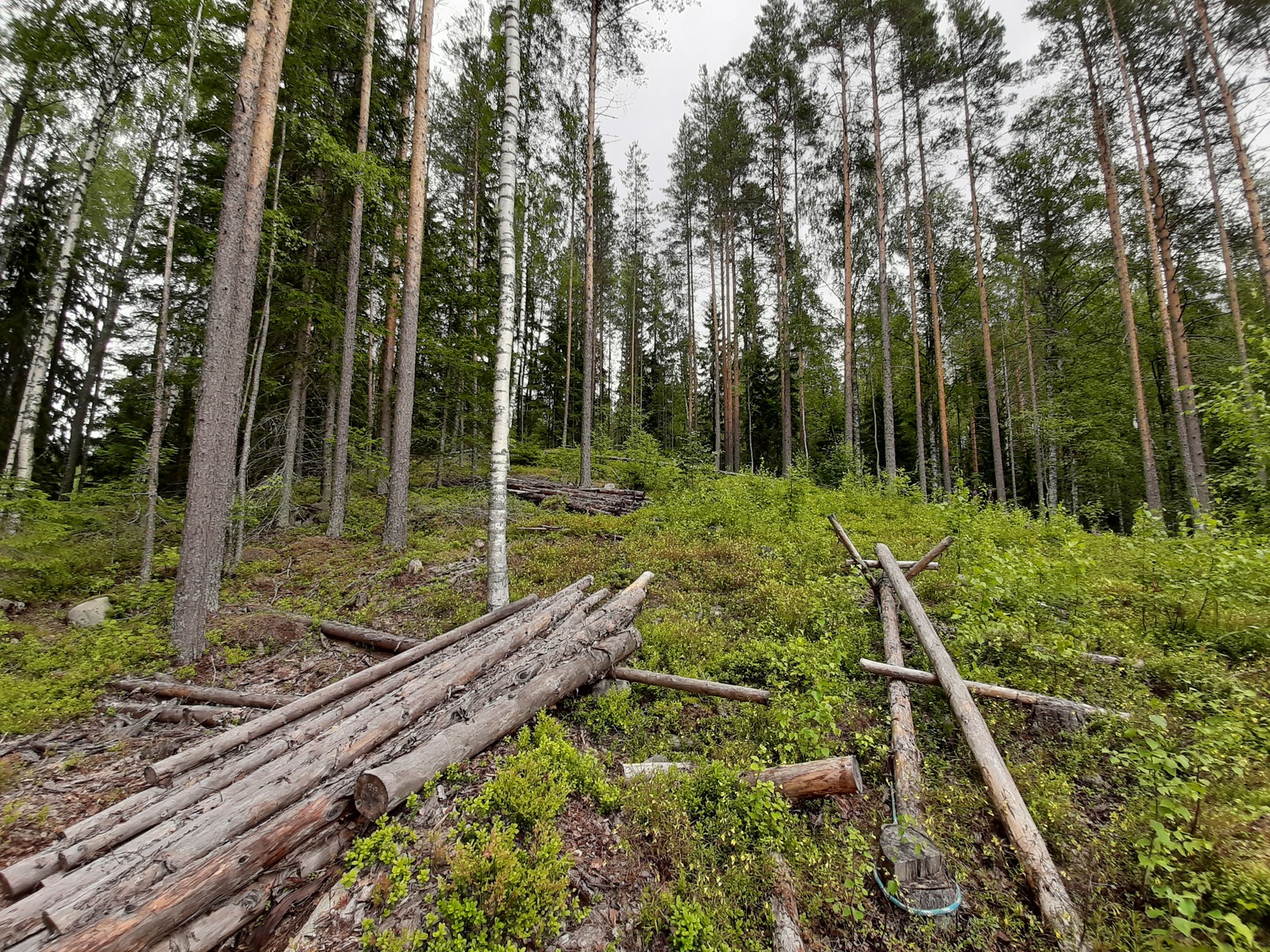 Etualalla sahattuja tukkipuita nipussa, taustalla mäntyvaltaista metsää ja hakkuuaukea.