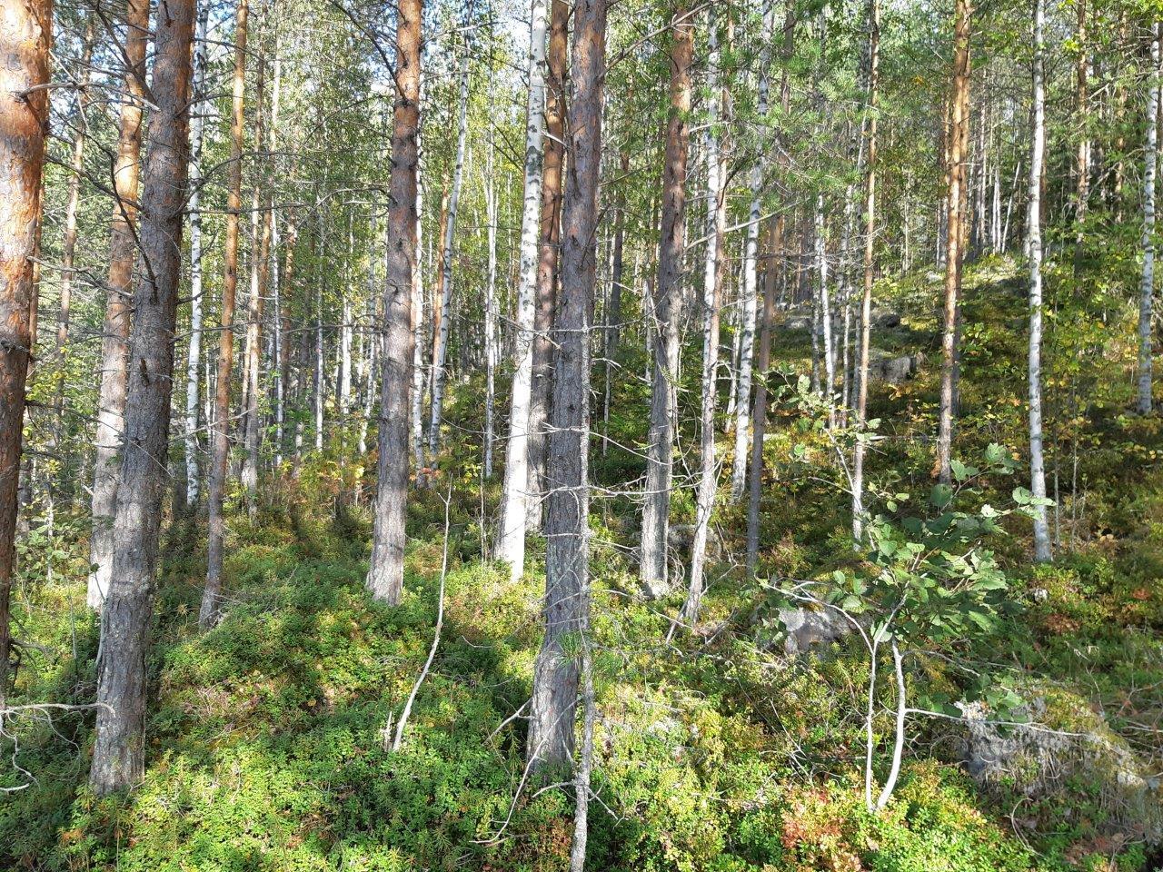 Jyrkkäpiirteistä kivistä maastoa jossa kasvaa sekametsää, kivet ovat peittyneet sammalilla.