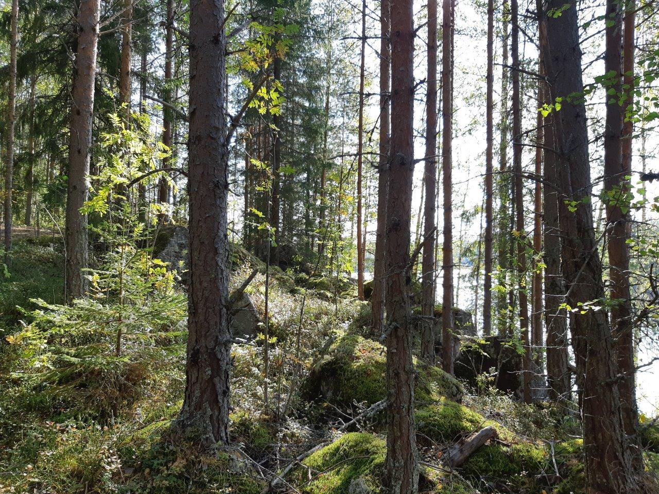 Sekametsää ja kivikkoa rannassa, takana pilkistää järvi.