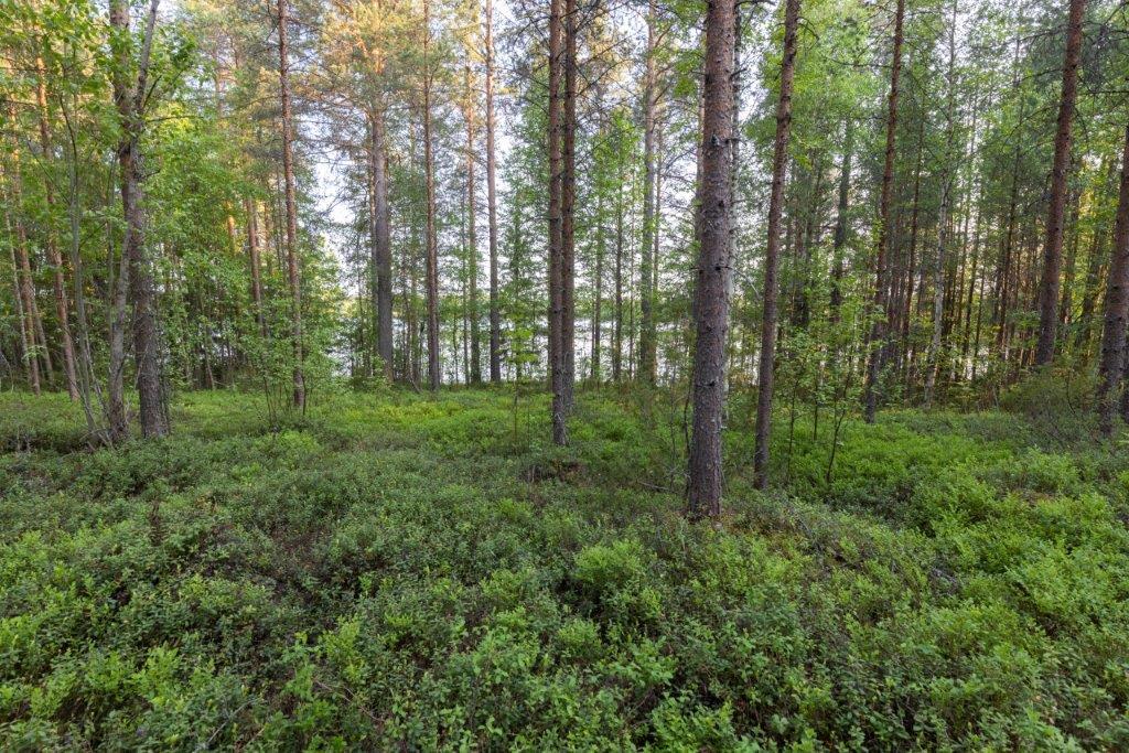 Tontti sijaitsee kuivalla mäntykankaalla.
Mänty- ja lehtipuiden välissä siintää järvi.