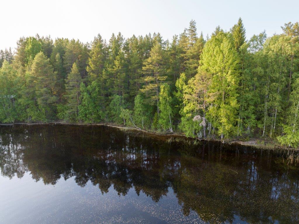 Tontti kuvattu järveltä päin. Rannassa näkyy mäntypuita ja lehtipuita.