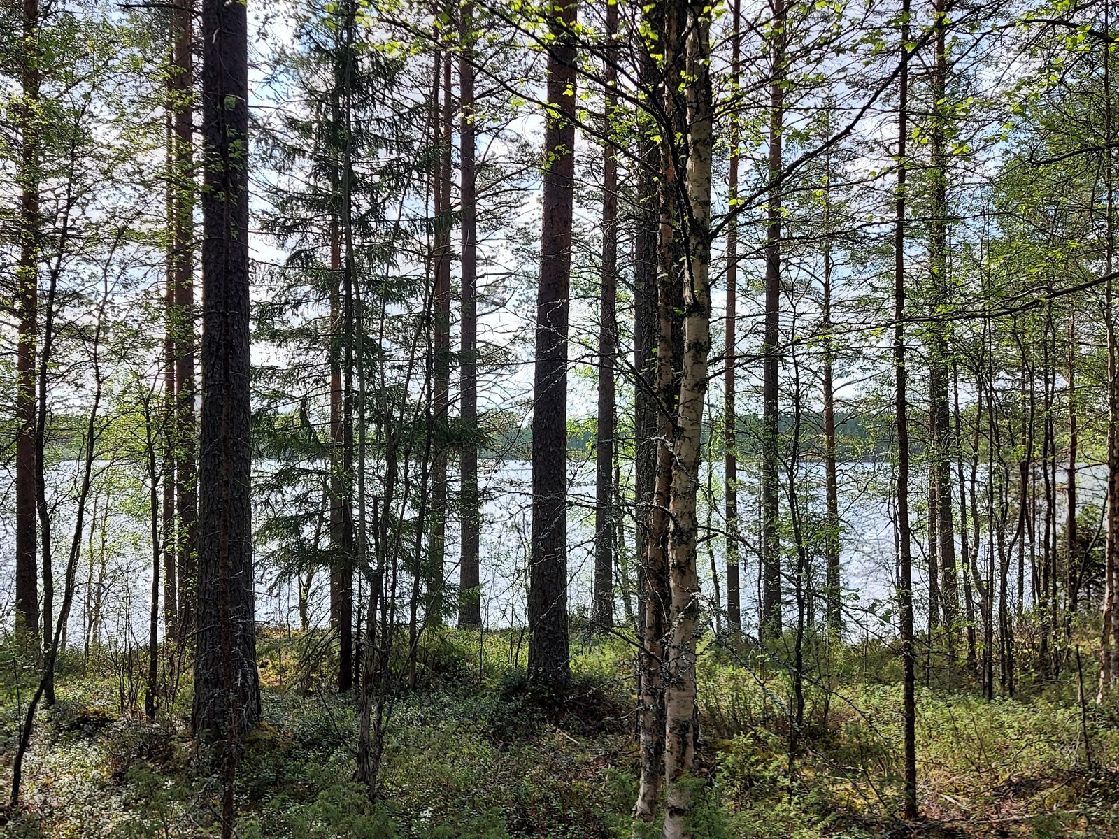 Tontin rannalla kasvaa lehtipuita ja mäntyjä. Puiden välistä siintää Auhojärvi