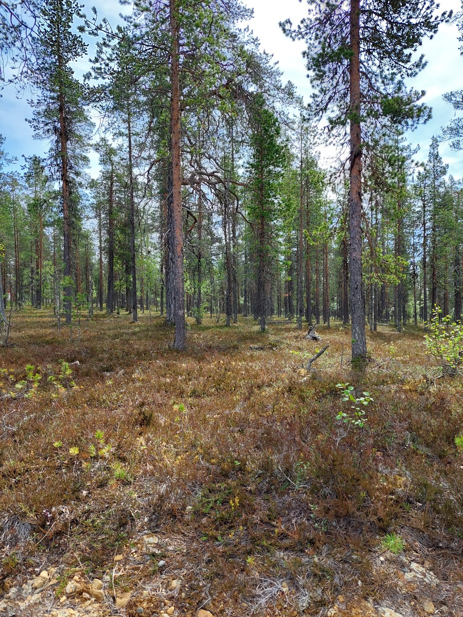 Asentopolulta tontille päin