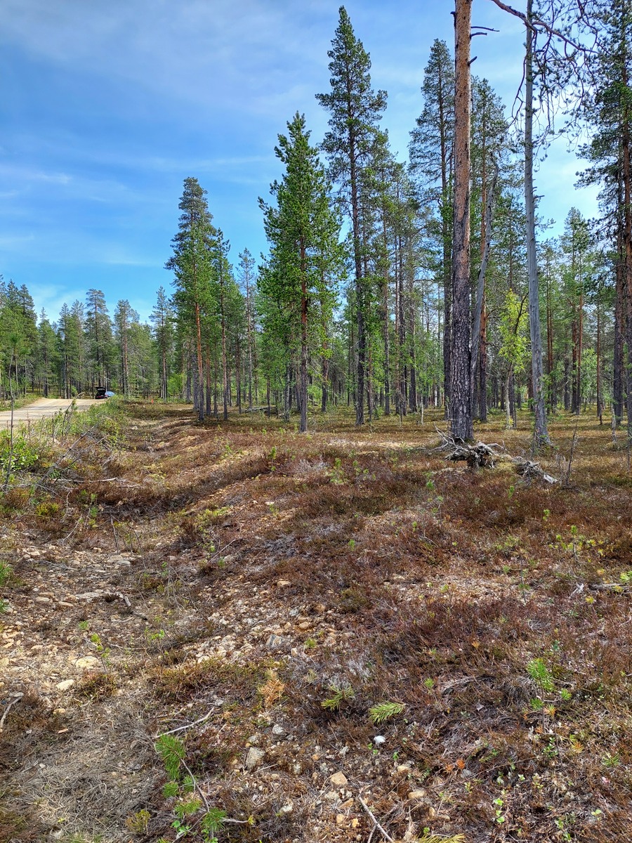 Asentopolun suuntaisesti jossa näkyy ojaa