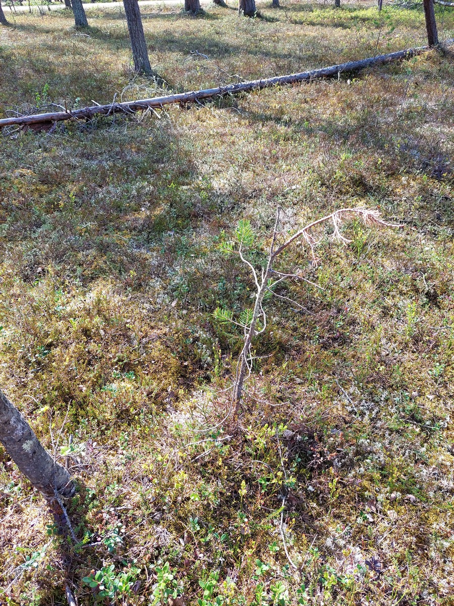 Tontti kuivaa mäntykangasta