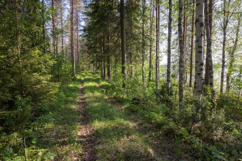 Rannan läheisyydessä kulkee vanha tie, joka ei ole käytössä