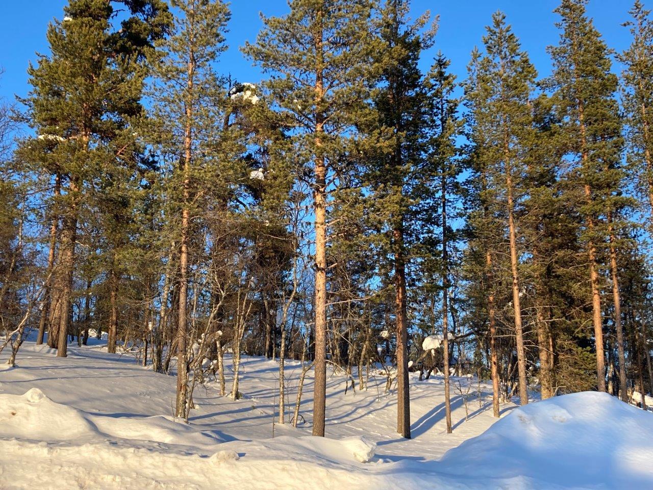 Talvinen kuva tontista, mäntymetsää.