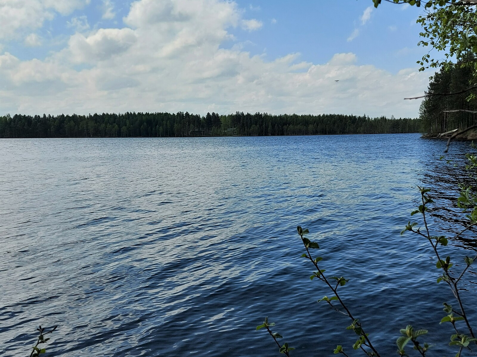 Näkymä järvelle, jossa näkyy vastaranta. Kuvan edustalla koivu.