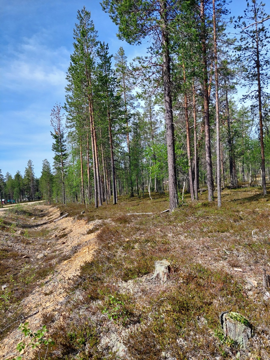 Kuva tontilta Asentopolulle päin.