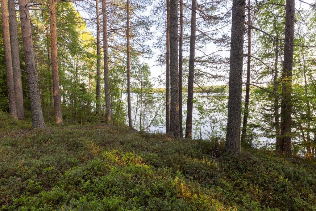 Rantatörmällä kasvavien mänty- ja lehtipuiden välissä siintää järvi.