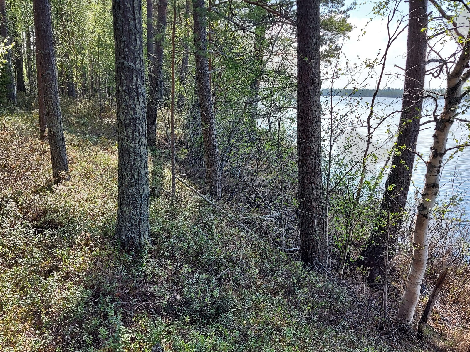 Tontin loiva rantatörmä, jossa kasvaa mäntypuita