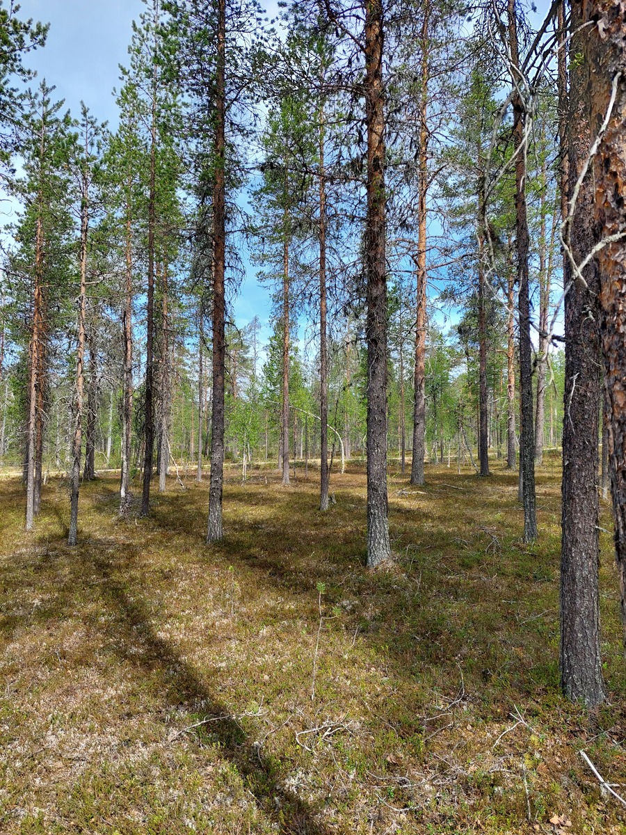 Tontilta Asentopolulle päin