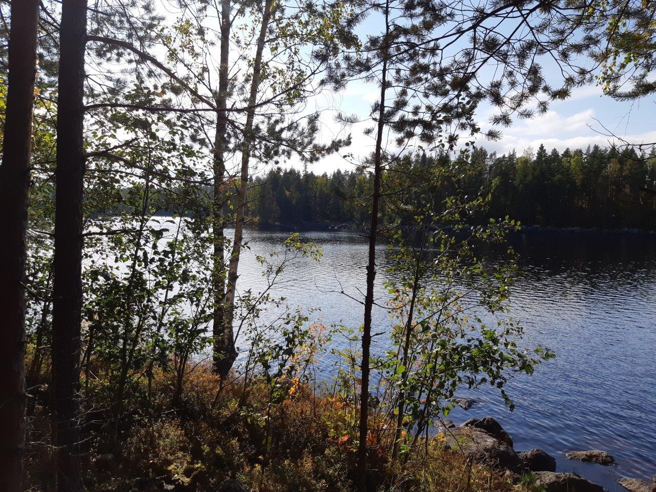 Näkymä tontilta järvelle, vastaranta näkyy, edessä mäntyjä ja koivuja.