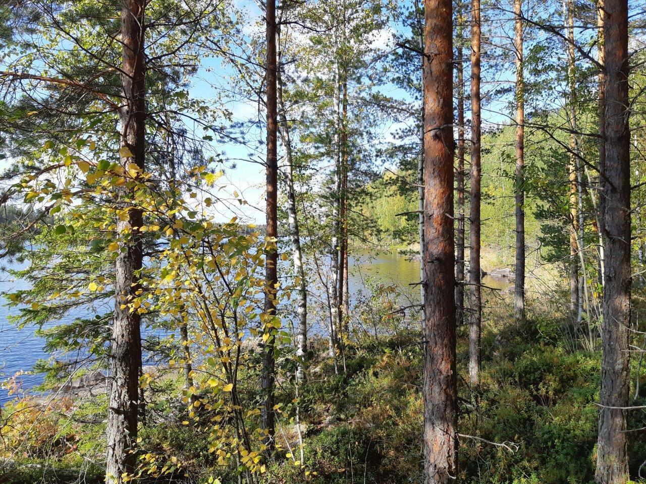 Sekametsää rannassa, takana pilkistää järvi.