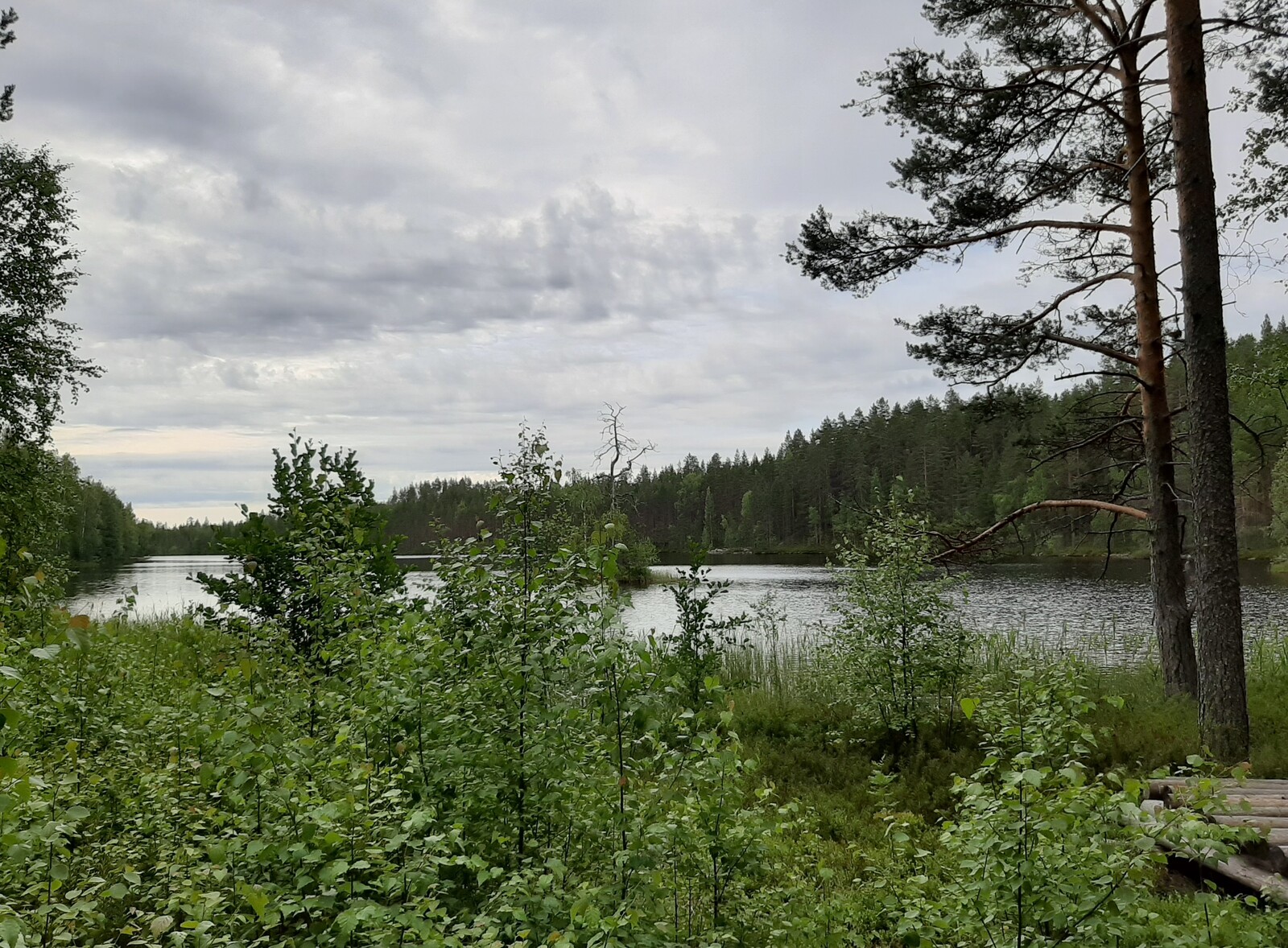 Rantakaislikko jonka edustalla rannalla koivun taimia, taustalla näkyy järvi ja pieni luoto.