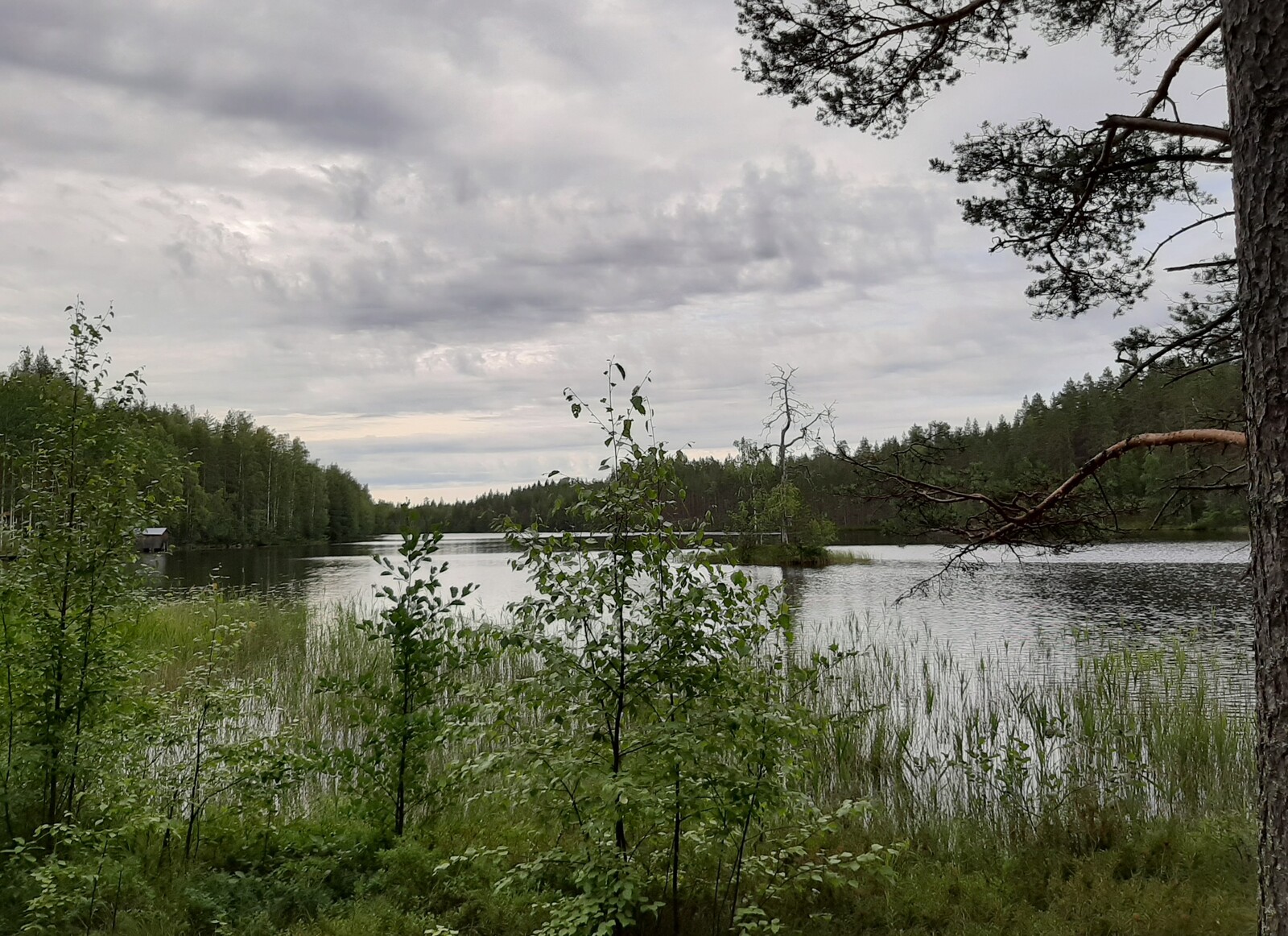 Rantakaislikko jonka edustalla rannalla koivun taimia, taustalla näkyy järvi ja pieni luoto.