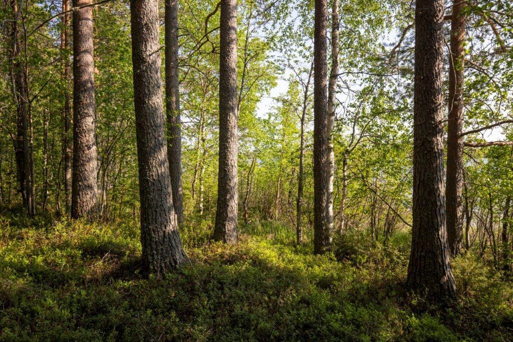 Kuvassa näkyy mäntyjä, joiden takana lehtipuita