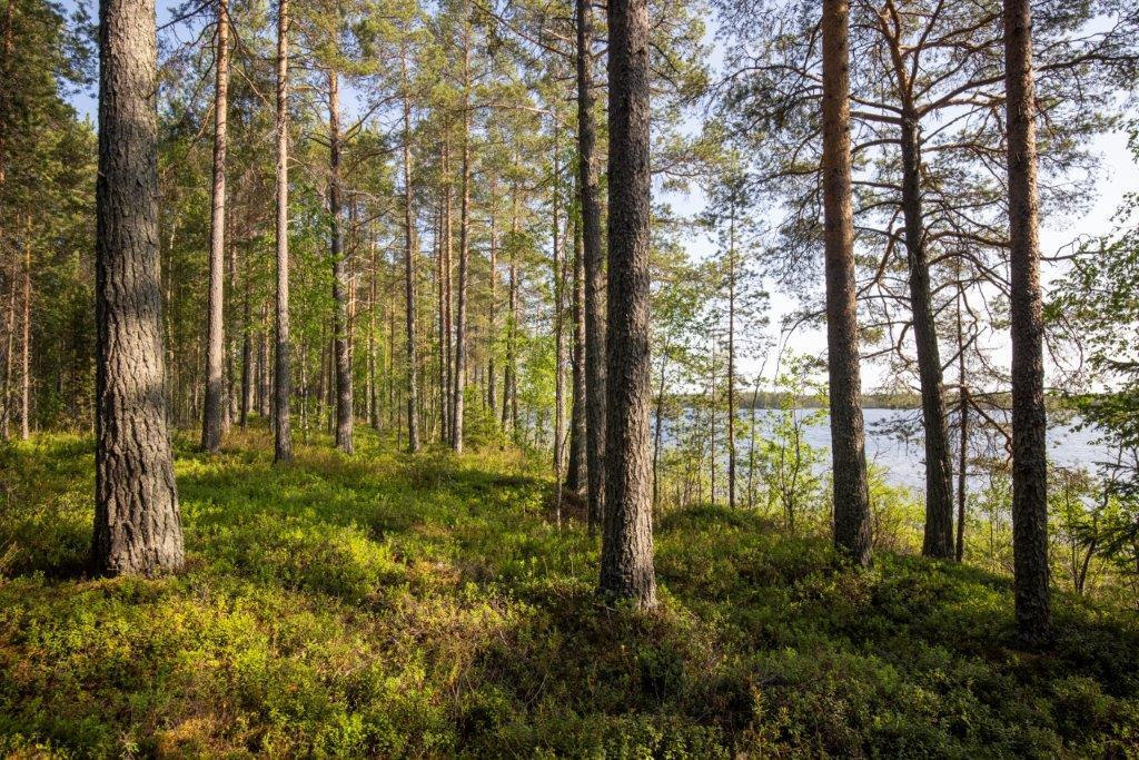 Tontilla rannan läheisyydessä mäntypuita ja muutamia lehtipuita