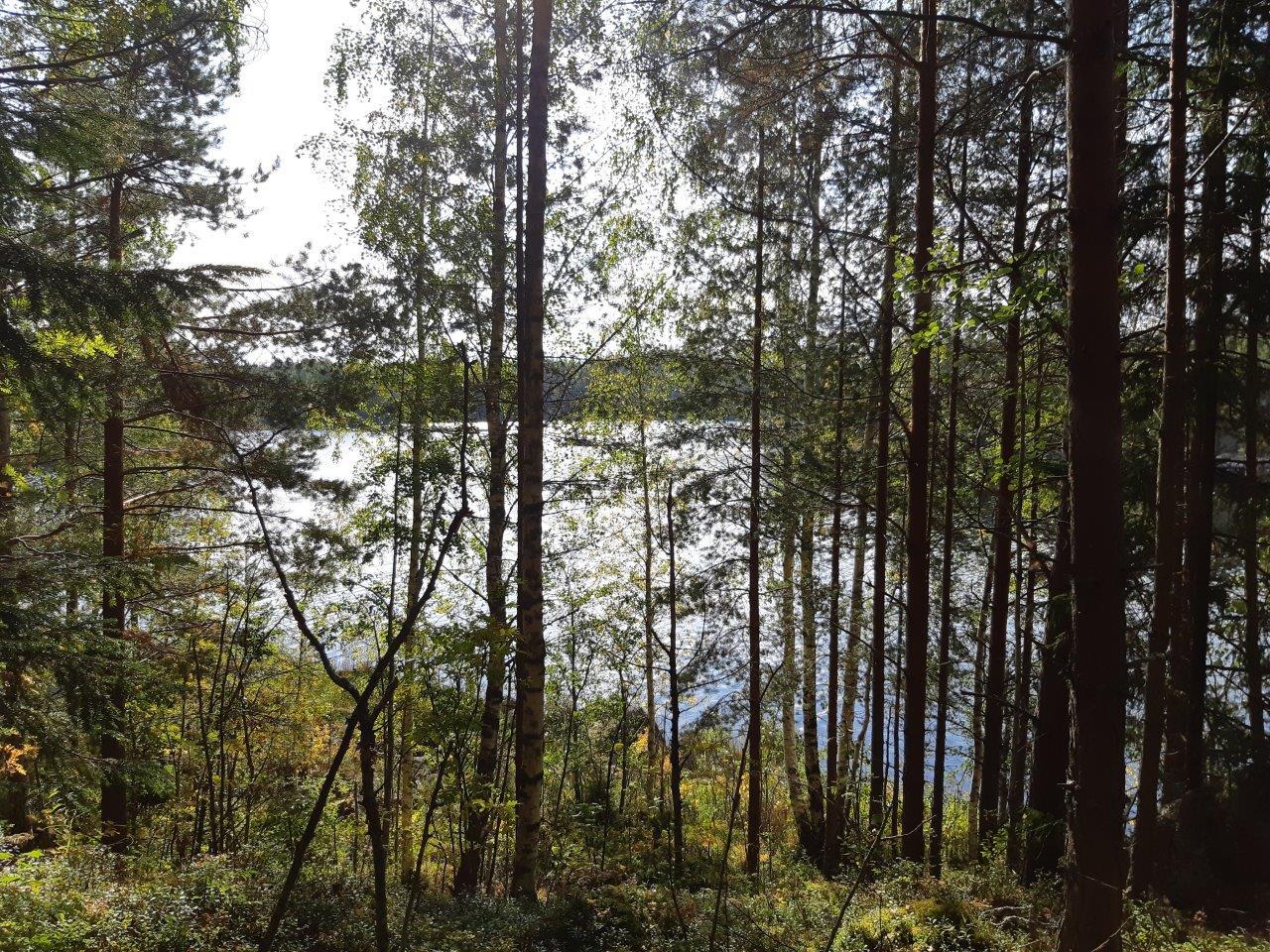 Sekametsää rannassa, takana pilkistää järvi.