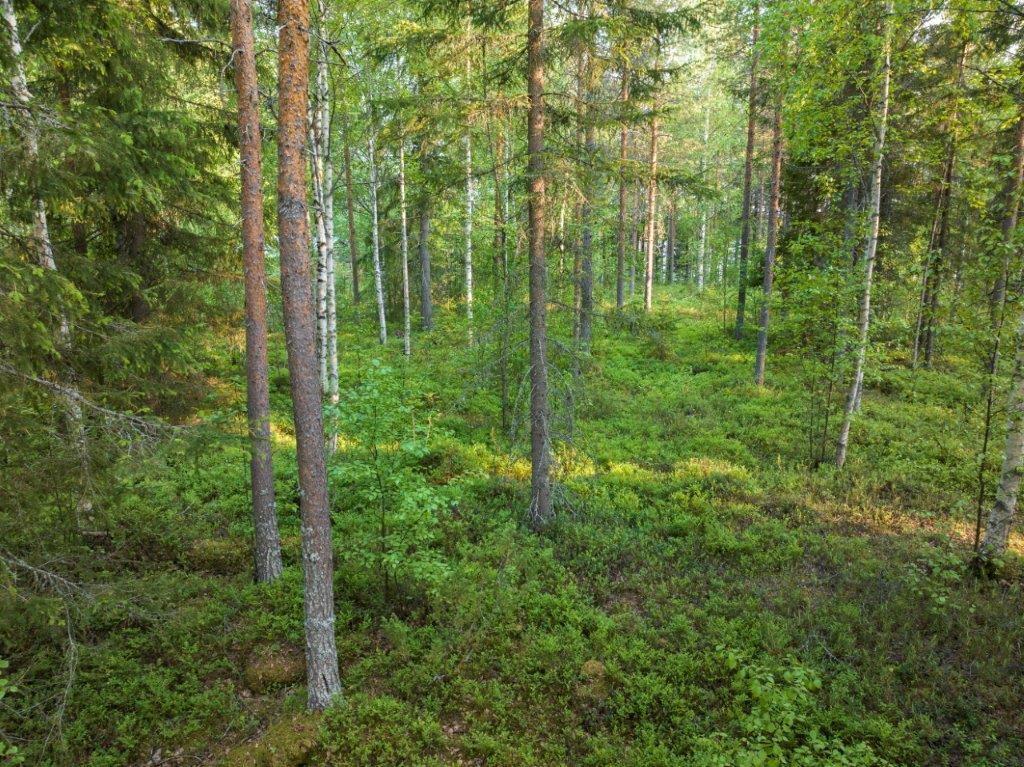 Tontti sijaitsee kuivalla mäntykankaalla.