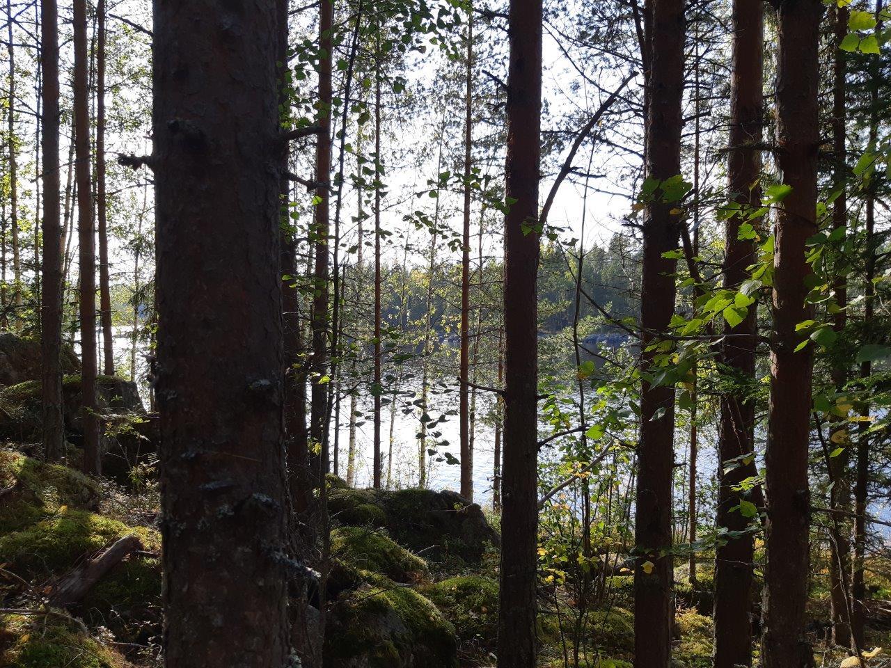 Sekametsää ja kivikkoa rannassa, takana pilkistää järvi.