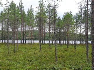 Mäntymetsän takana pilkottaa järvimaisema. Aluskasvillisuutena on varpuja ja metsäkortetta.