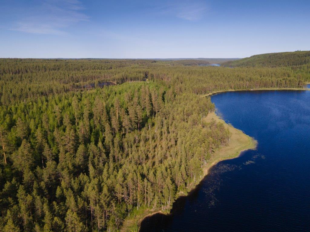 Avara maisema järveltä tontille päin, rannassa vesikasvillisuutta. Metsää silmän kantamattomiin.