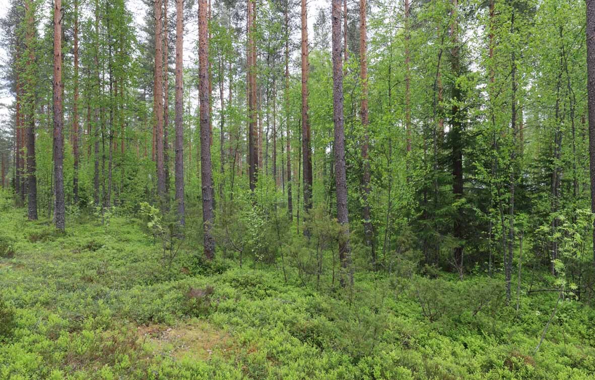 Kuvassa tontin puustoa: varttuneita mäntyjä ja nuoria koivuja, yksittäisiä kuusia.