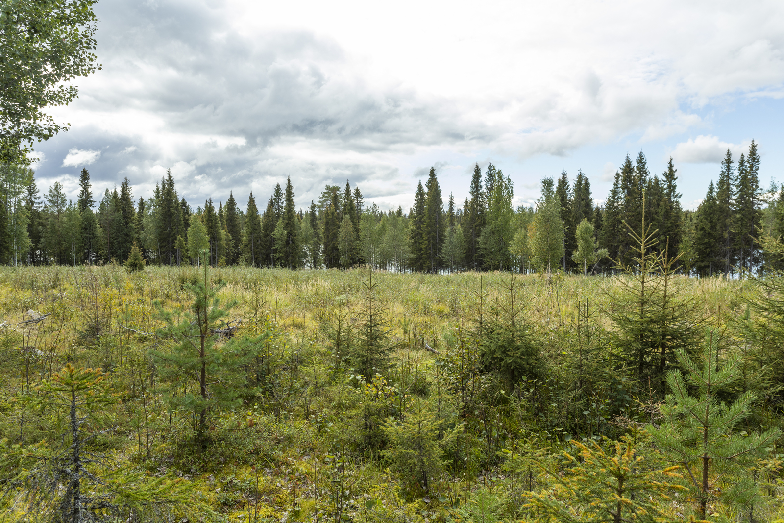 Kuva kaavatietä tontille