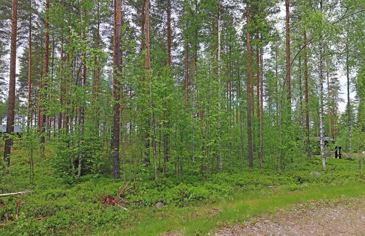 Tontin puustoa tieltä päin kuvattuna, varttuneita mäntyjä ja nuoria koivuja.