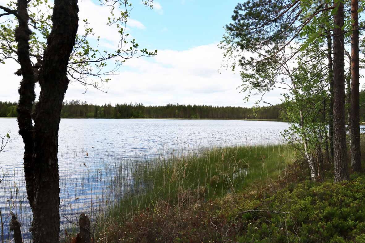 Järven rannassa ruovikkoa ja nuoria koivuja. Vastaranta näkyy.